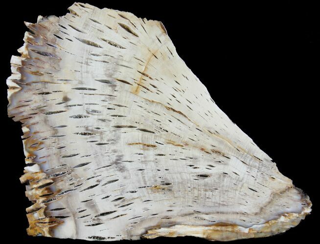 Petrified Wood (Bald Cypress) Slab - Washingon #39024
